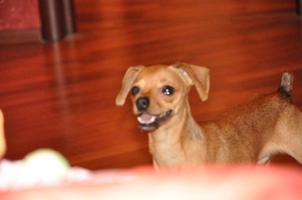 Макс Волков