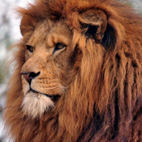 Ольга Шевененова