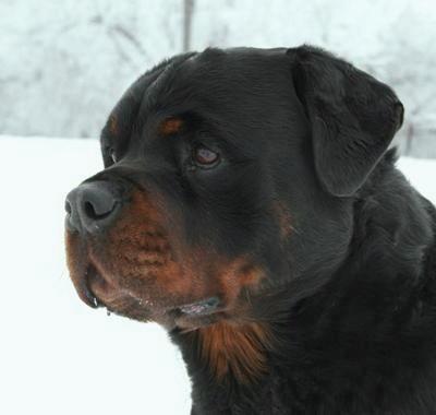 Gaitova Viktoriya Borodavina