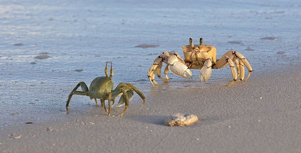 Ирина Жилина