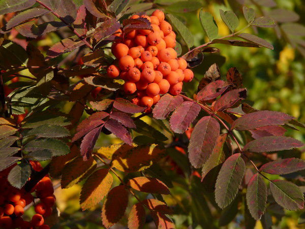 Надежда Михайлова