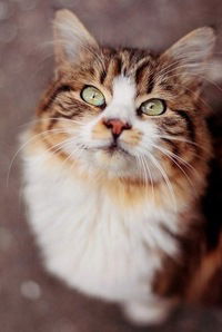 Ксюха Шевцова