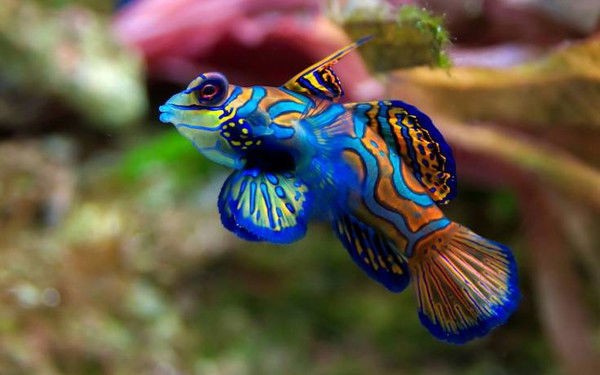 Ольга Золотухина