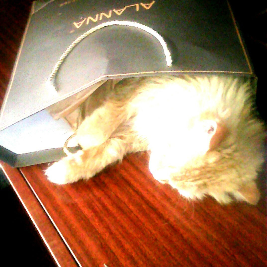 Аня Лесной-Эльф