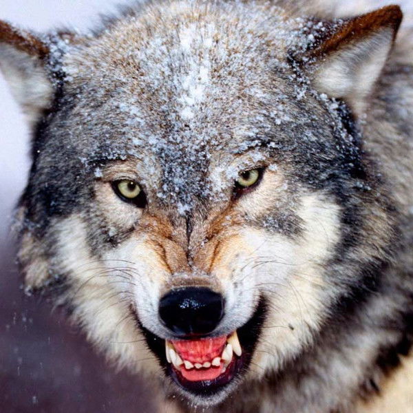 Мурадбек Аймухамедов