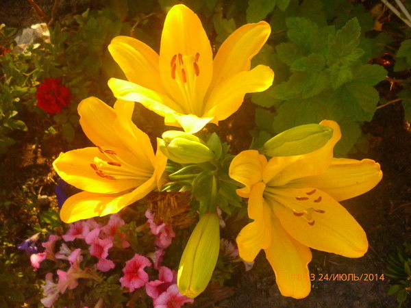 Елена Валерьевна