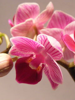 Асель Каспакбаева