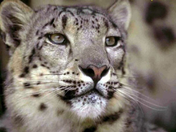 Себостьян Перейро