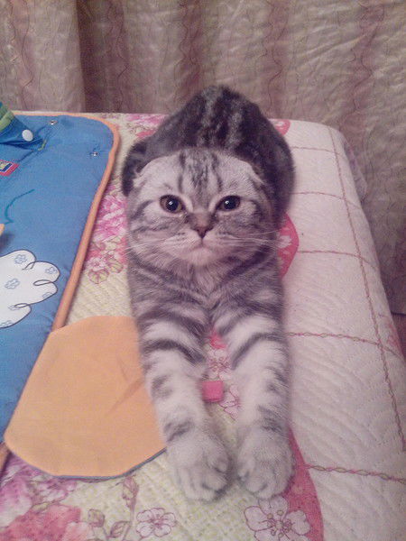 Елена Прекрасная