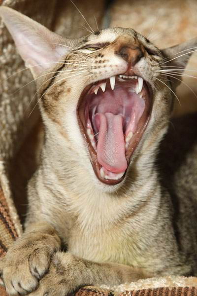 Виктория Чекрышева