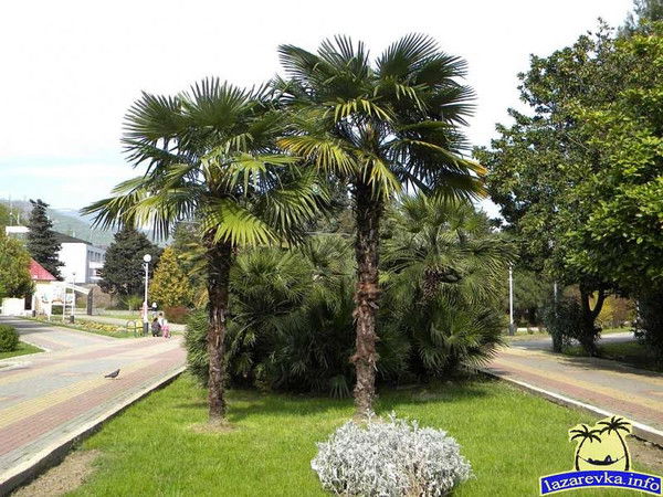 Алена Анисимова