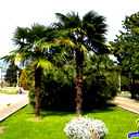 Алена Анисимова