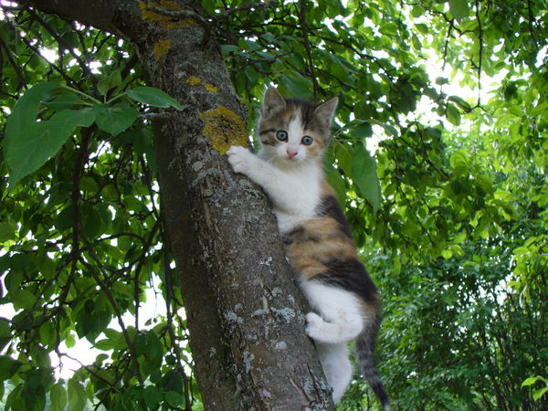 Алексей Устинов