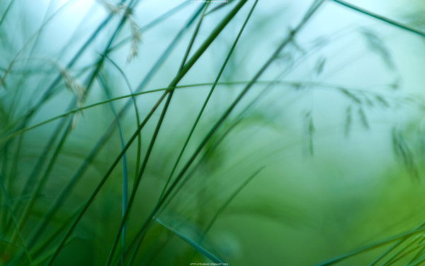 Дмитрий Гуденко