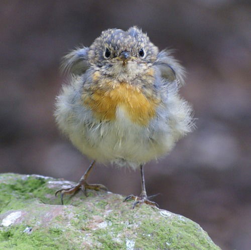 Елена Фролова