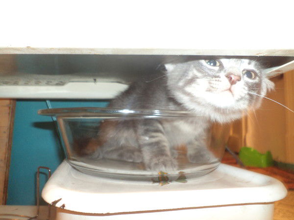 Максим Гилёв