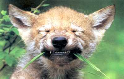 Владимир Ефимов