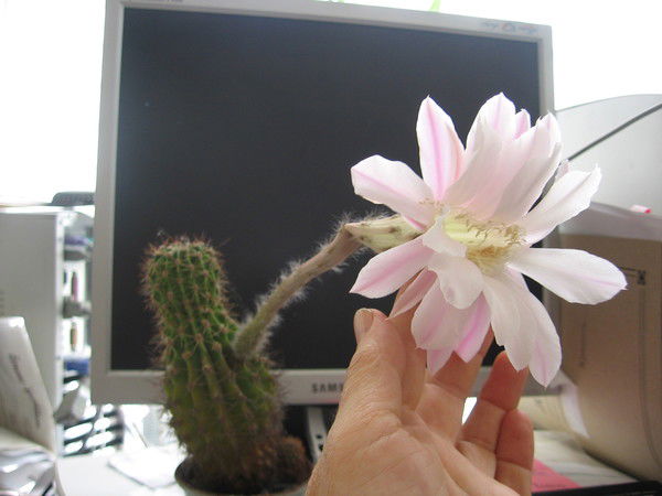 Инна Новицкая