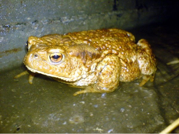 Наталия Усанкова