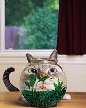 Поля Онищенко