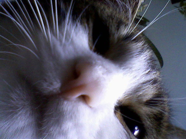 Саня Гловко