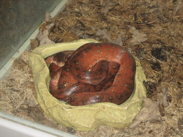 Светлана Артамонова