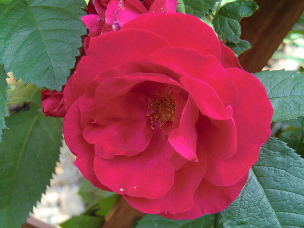 Ирина Анохина