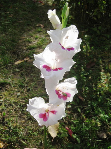 Ольга Политюк