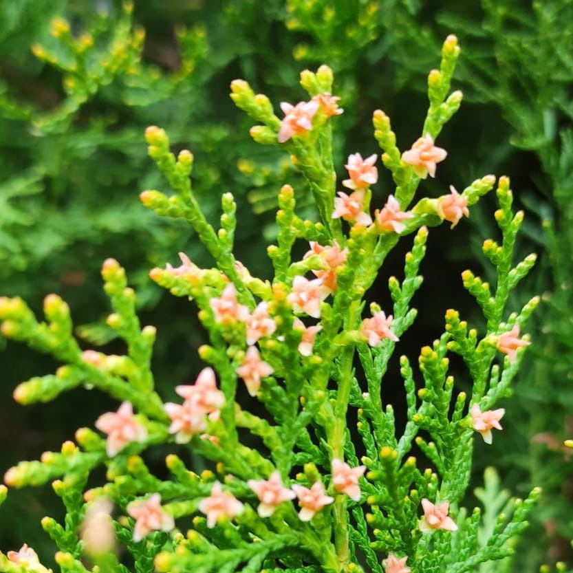 Анна Лопатина