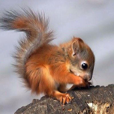 Лиза Бояршина