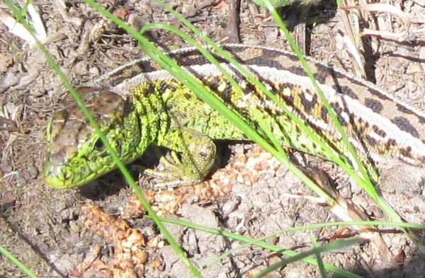 Елена Воронина