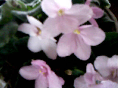 Мелена Мелникова