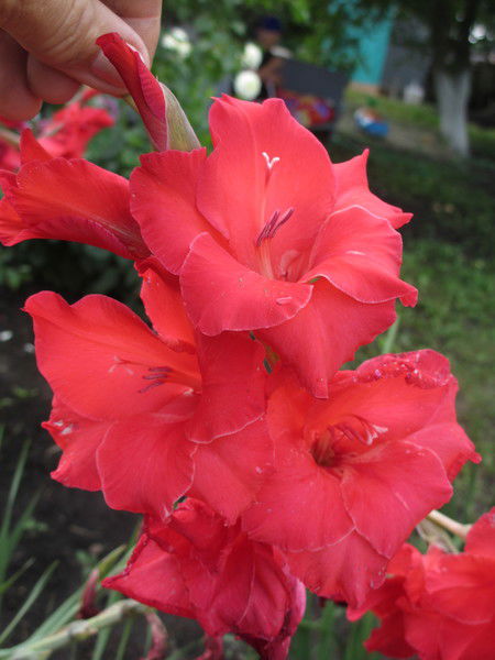 Оксана Хакимова