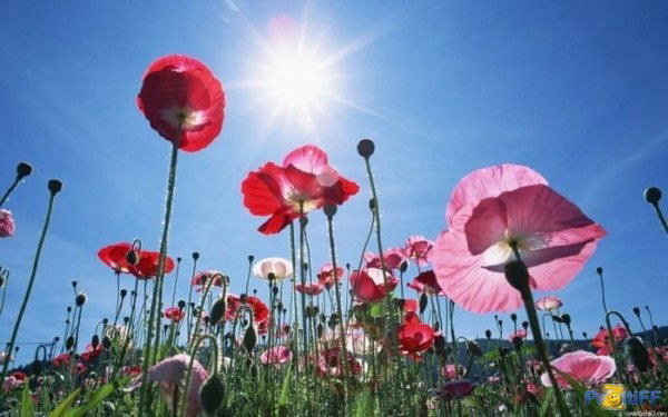 Светлана Мачинская