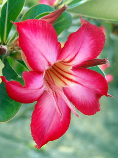 Аружан Байболатова