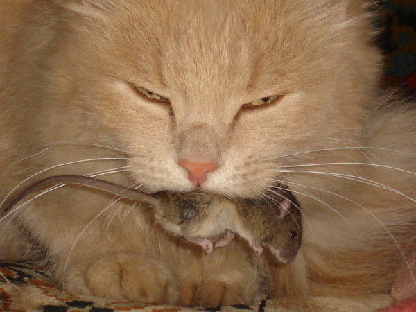 Наташа Вагенлейтнер