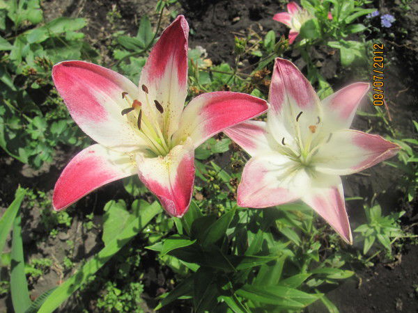 Екатерина Гаврилкина