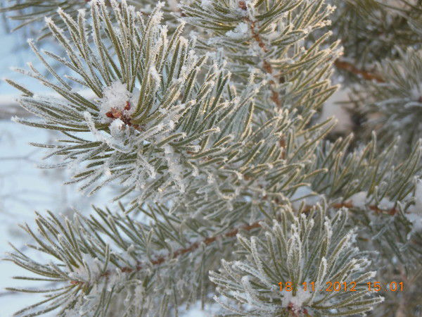 Екатерина Максимова