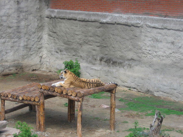 Анна Сиянова