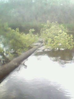 Николай Костив