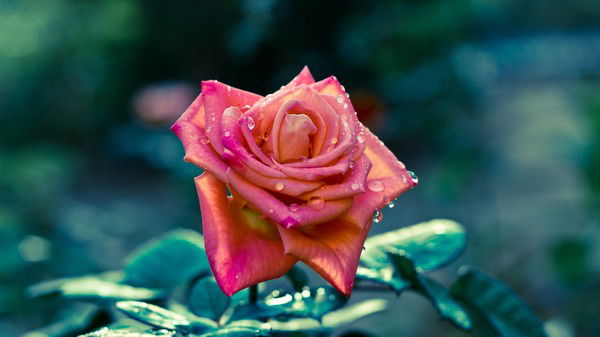 Евгения Королева