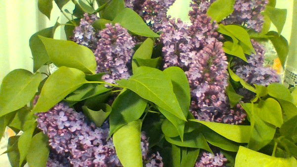 Катя Русевич