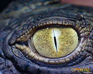 Василий Андреев