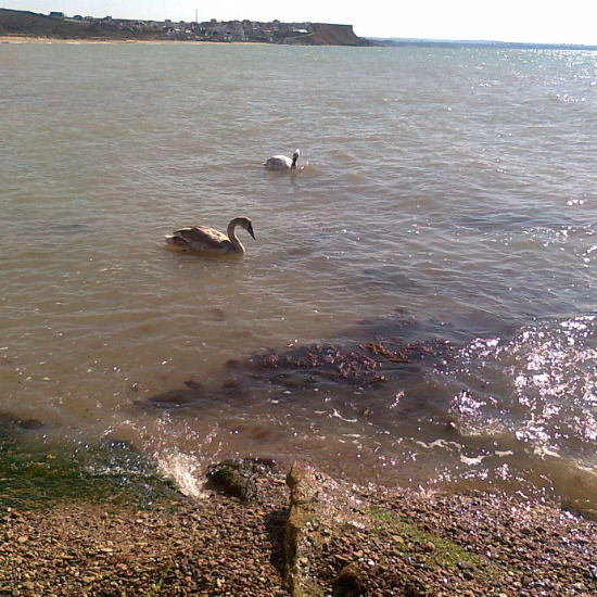 Ирина Никифорова