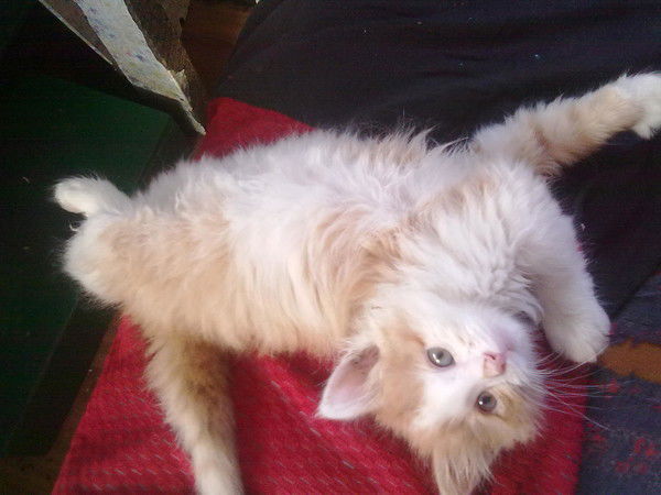 Максим Татаренко