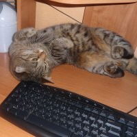 Ирина Березняцкая