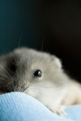 Вика Шаблий