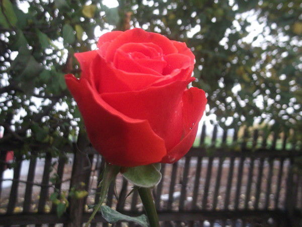 Евгения Пичерская