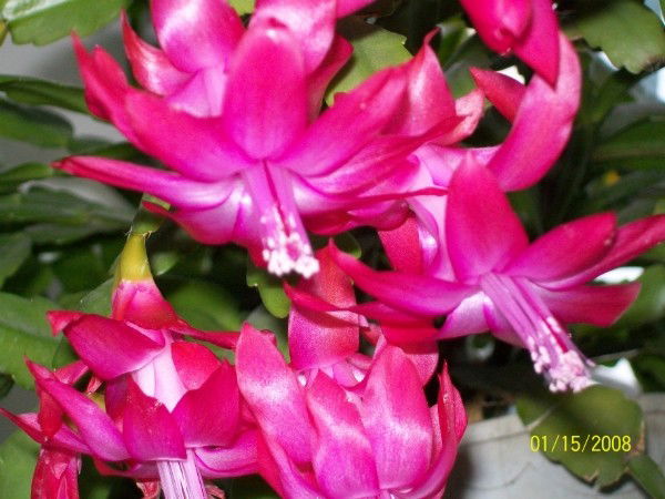 Гликерия Абрамова