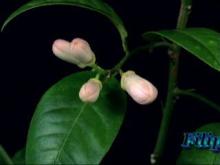 Светлана Спажакина